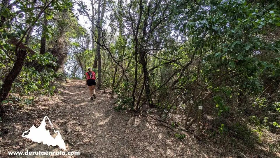 
Sendero entre la vegetación