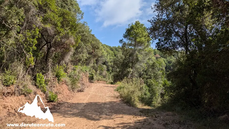 
Bajada por la pista forestal