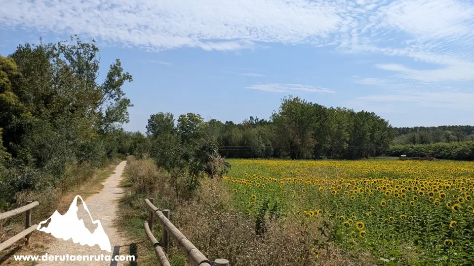 
Caminando por el campo de girasoles