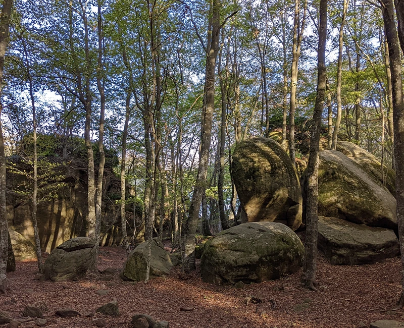 El bosc de les roques encantades